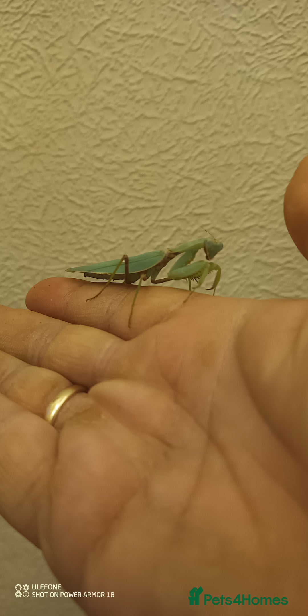 Praying Mantis invertebrates for sale: Adult male Hierodula Patillifera "Harabiro" - Image 1