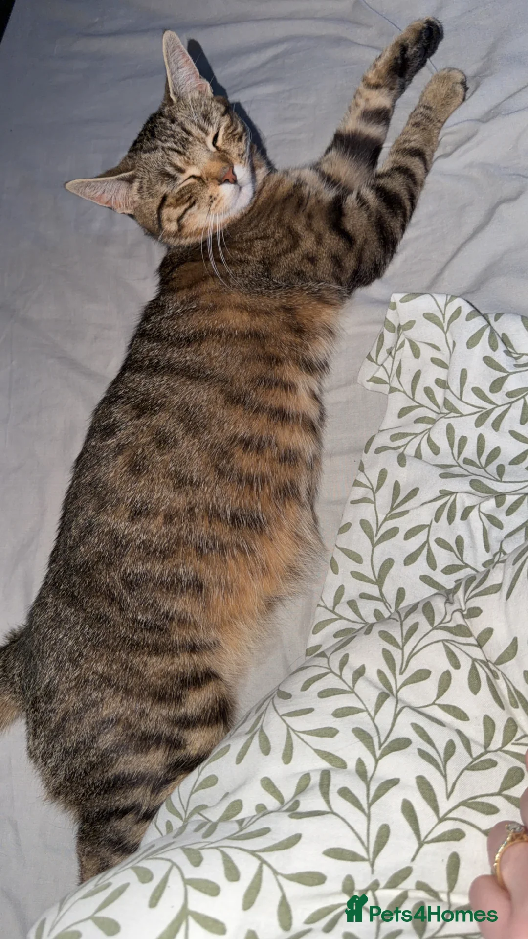 Mixed Breed cats for sale: Beautiful kittens  - Advert 2