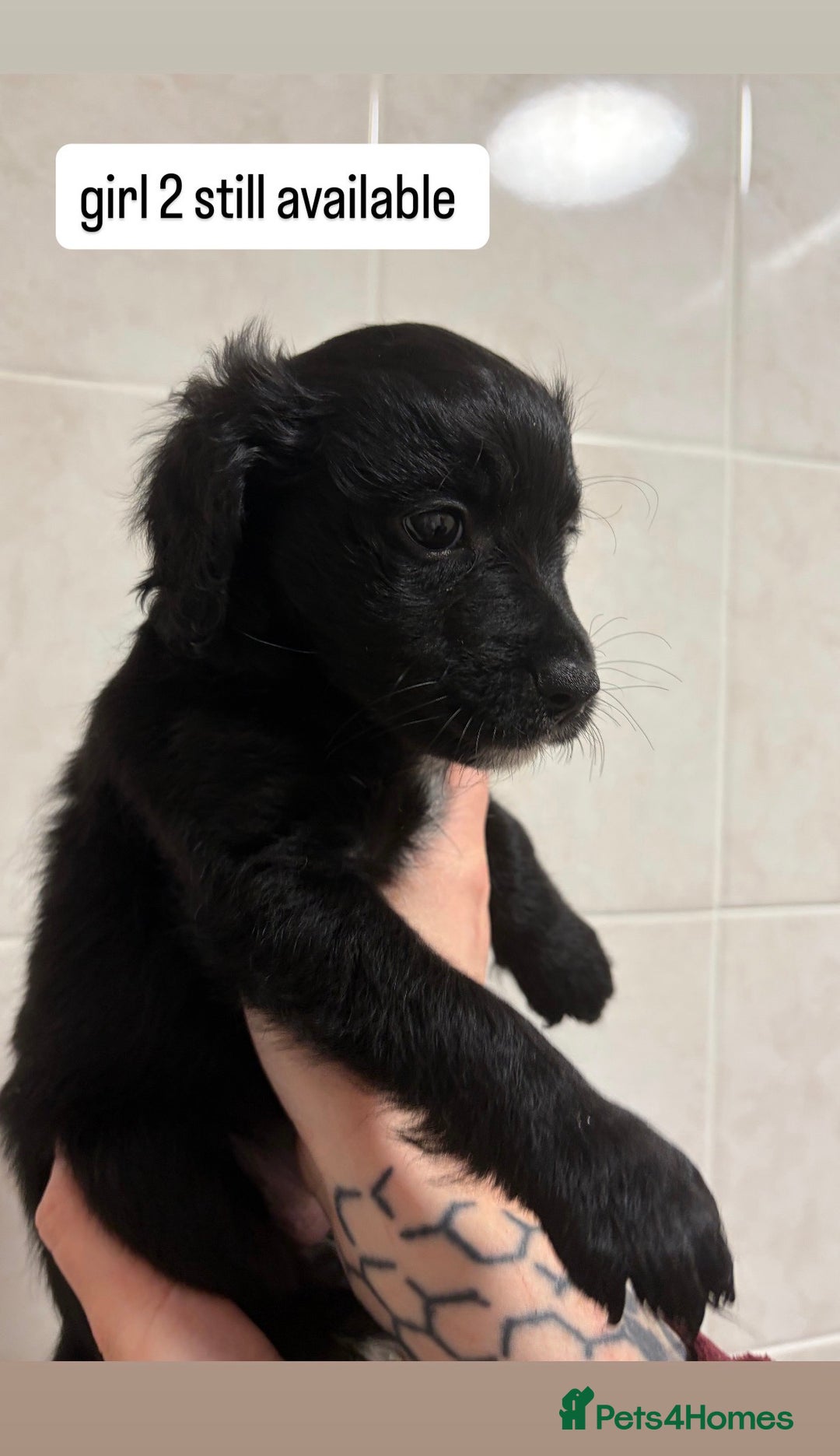 Mixed Breed dogs for sale: beautiful puppies for sale  - Advert 4