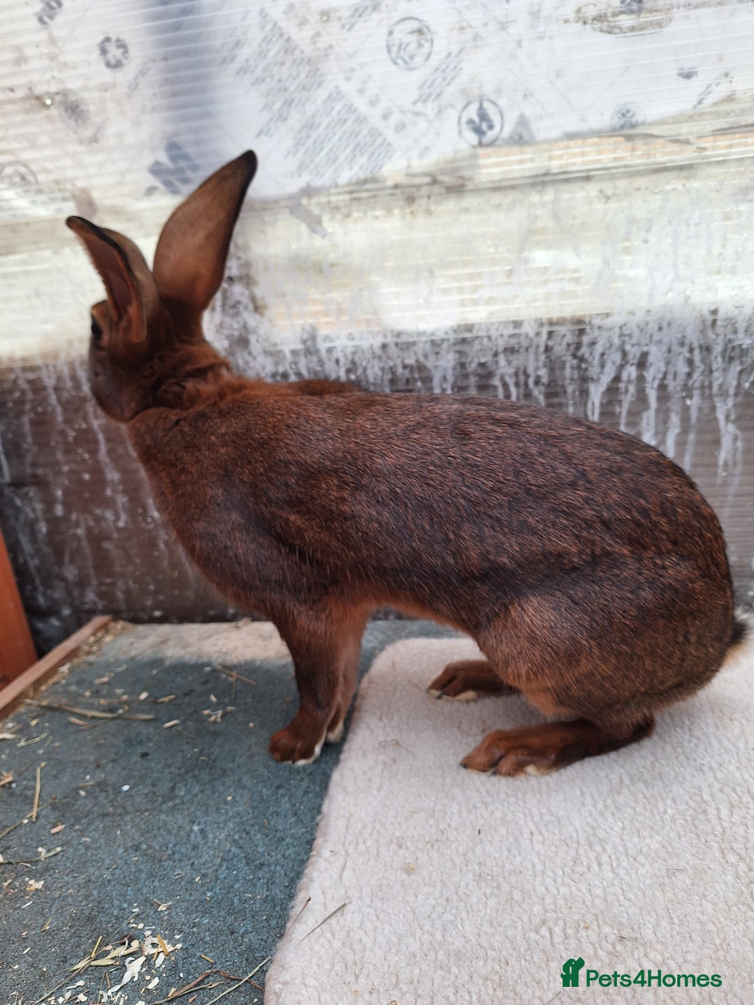 Belgian Hares rabbits for sale: CURRENTLY RESERVED - BRC Belgian Hare buck - Advert 8