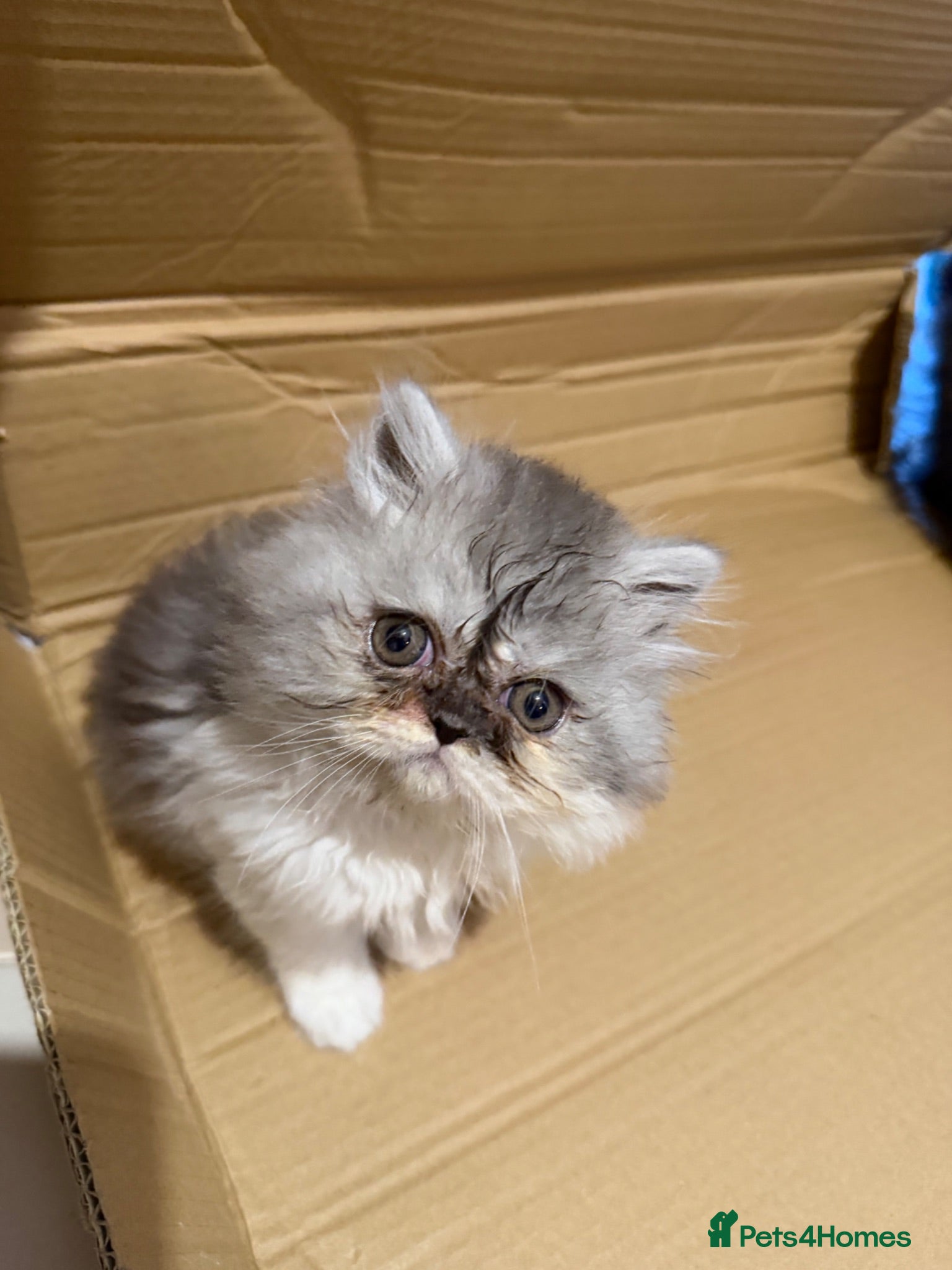Persian cats  Pedigree Persian ready now - Advert 1