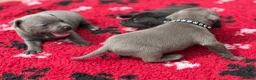 Staffordshire Bull Terrier dogs for sale: KC Health Tested Staffordshire Bull Terriers - Advert 3