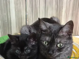 Mixed Breed cats Kittens 2 gorgeous girls - Advert 1