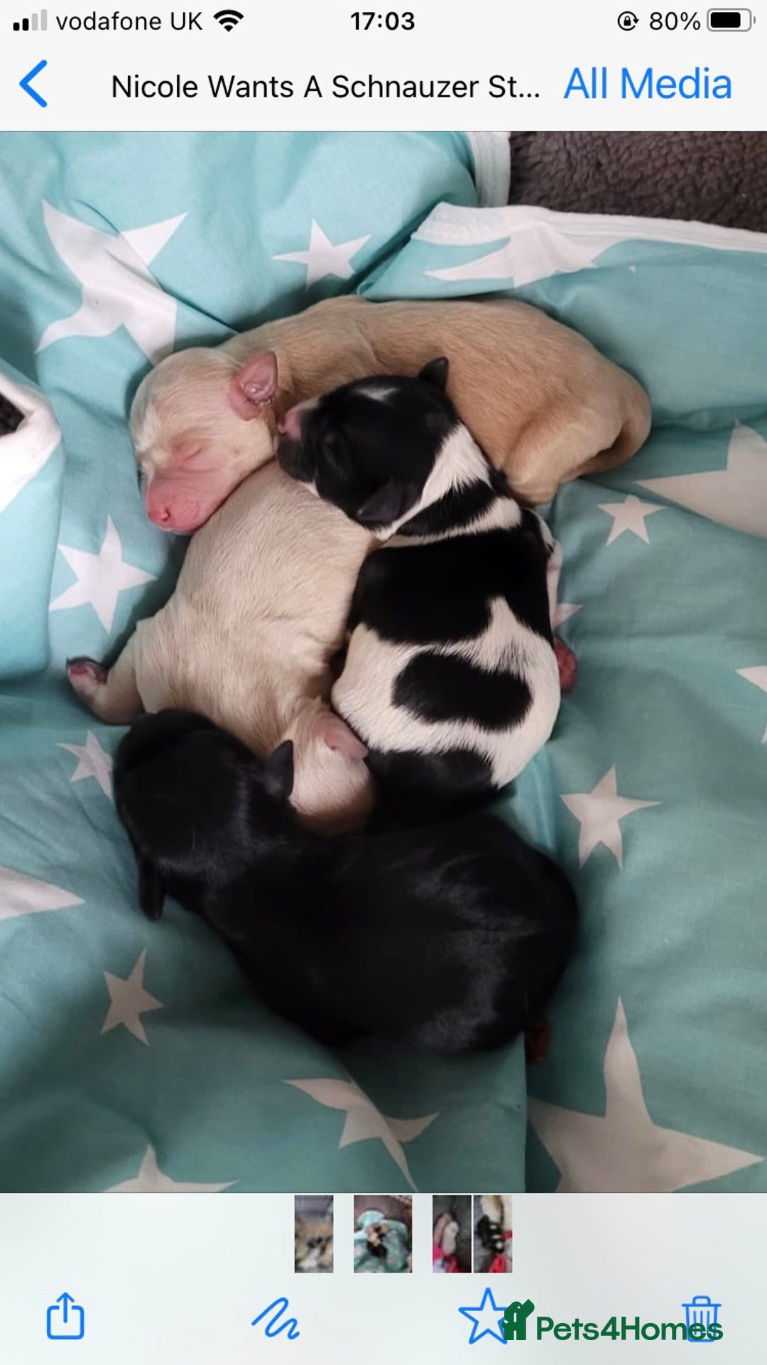 Poodle dogs for stud: KC CHOCOLATE AND WHITE SCHNAUZER STUD MAC +BVA 👍 in Coventry - Advert 18