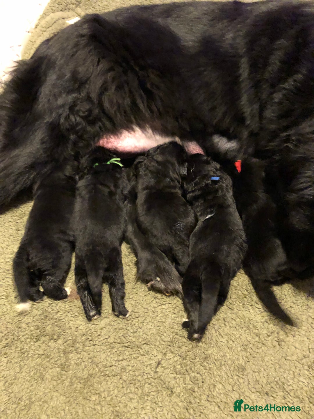 Newfoundland dogs for sale: Balticbears - Advert 3