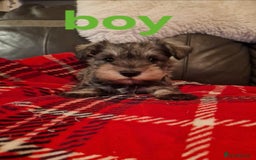 Miniature Schnauzer dogs for sale: Beautiful pure Breed miniature schnauzers - Image 2
