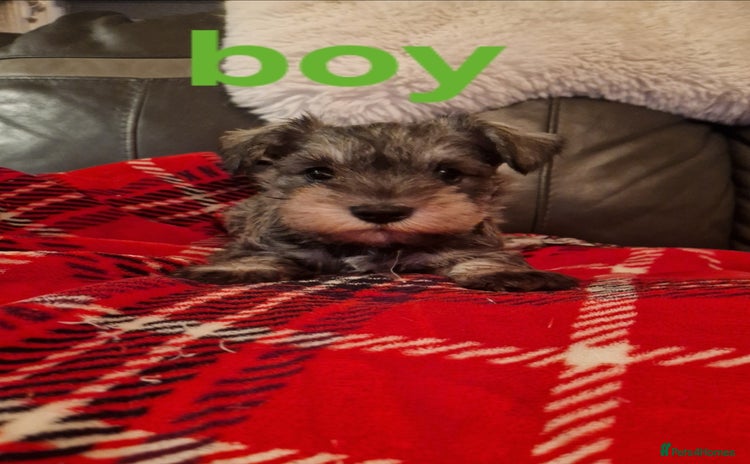 Miniature Schnauzer dogs - Advert 10
