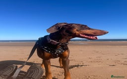 Dobermann dogs for sale: Dobermann female 5 years old READ DESCRIPTION - Image 5