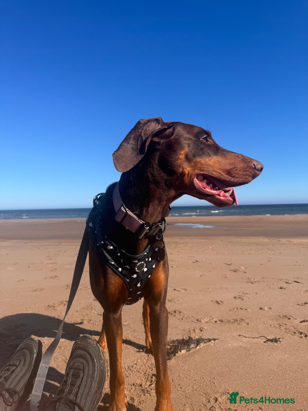 Dobermann dogs for sale: Dobermann female 5 years old READ DESCRIPTION - Image 5