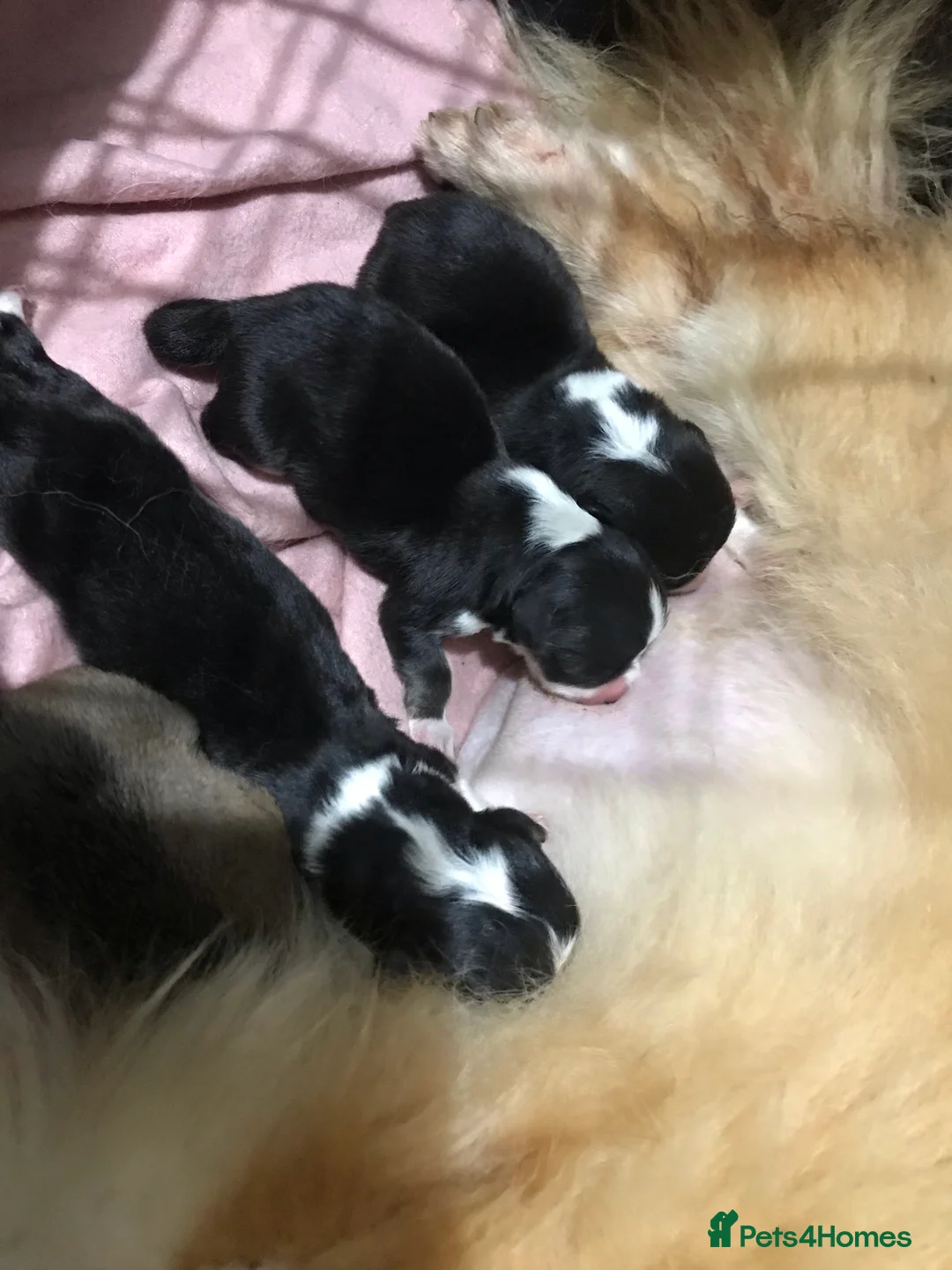 Welsh Corgi Pembroke dogs for stud: TOP QUALITY PROVEN !!! KC Pembroke Corgi for stud in Rugby - Advert 10