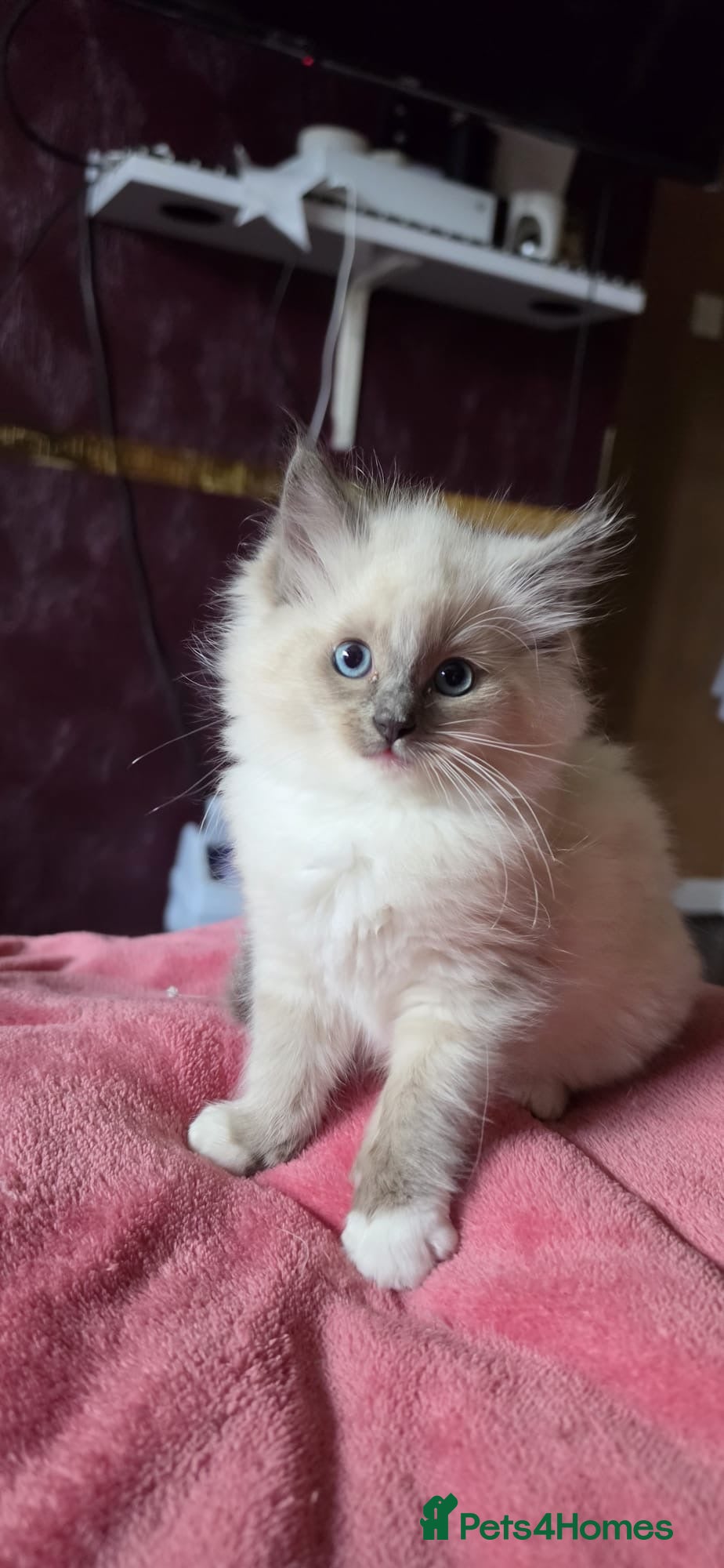 Ragdoll cats Ragdoll kittens ready to leave  - Advert 5