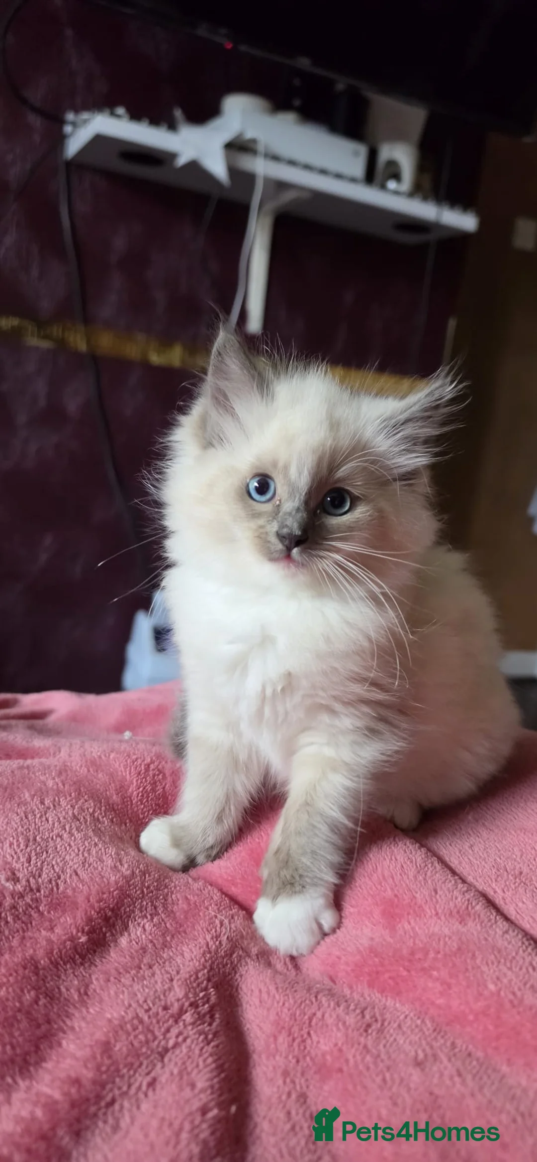 Ragdoll cats for sale: Ragdoll kittens ready to leave  - Advert 2
