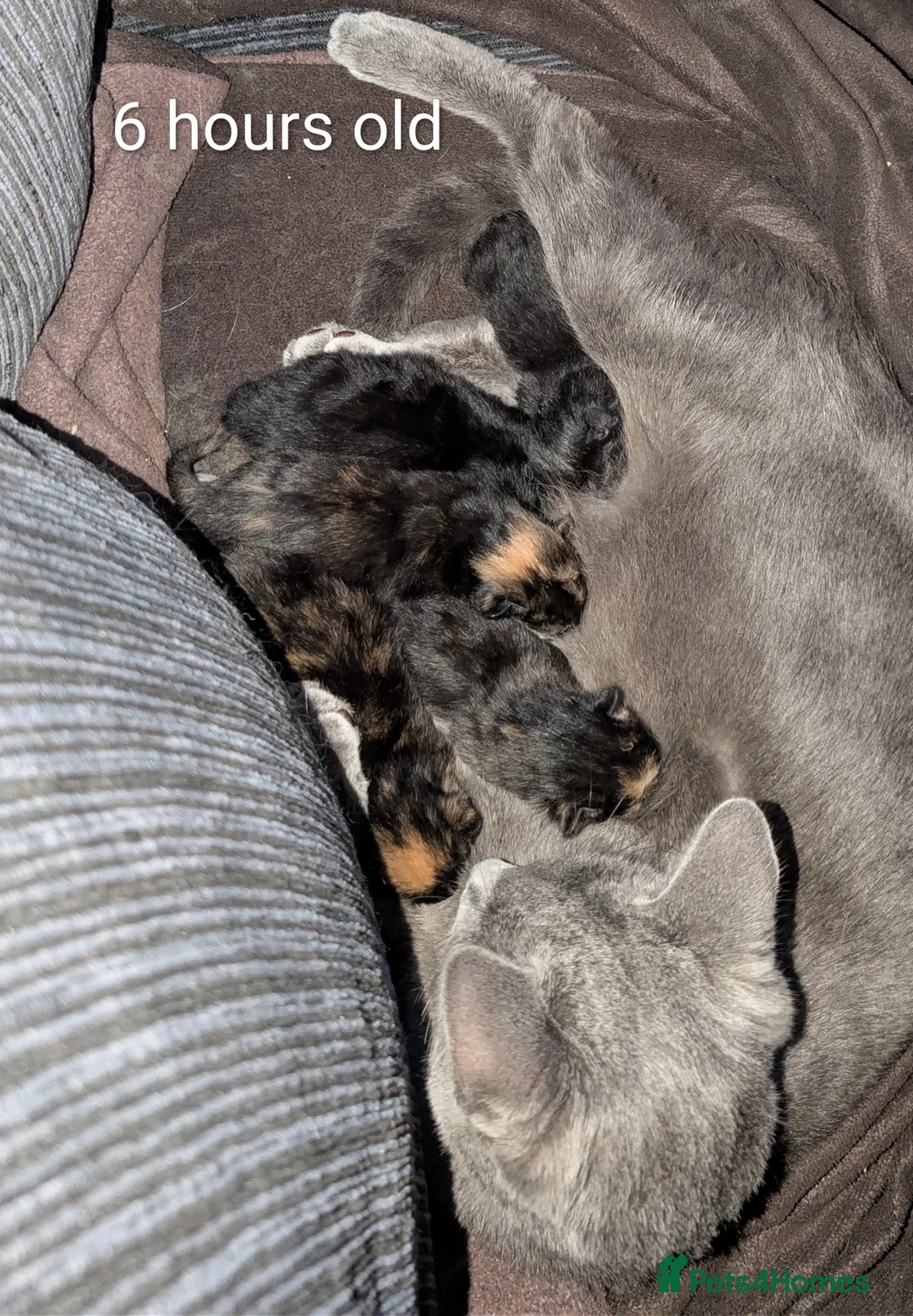 Russian Blue cats for sale: Adorable Russian Blue cross kittens - Advert 7