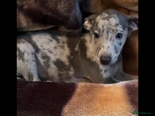 Italian Greyhound dogs - Advert 1