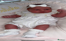 Cocker Spaniel dogs for sale: Cocker spaniel puppies - Advert 9