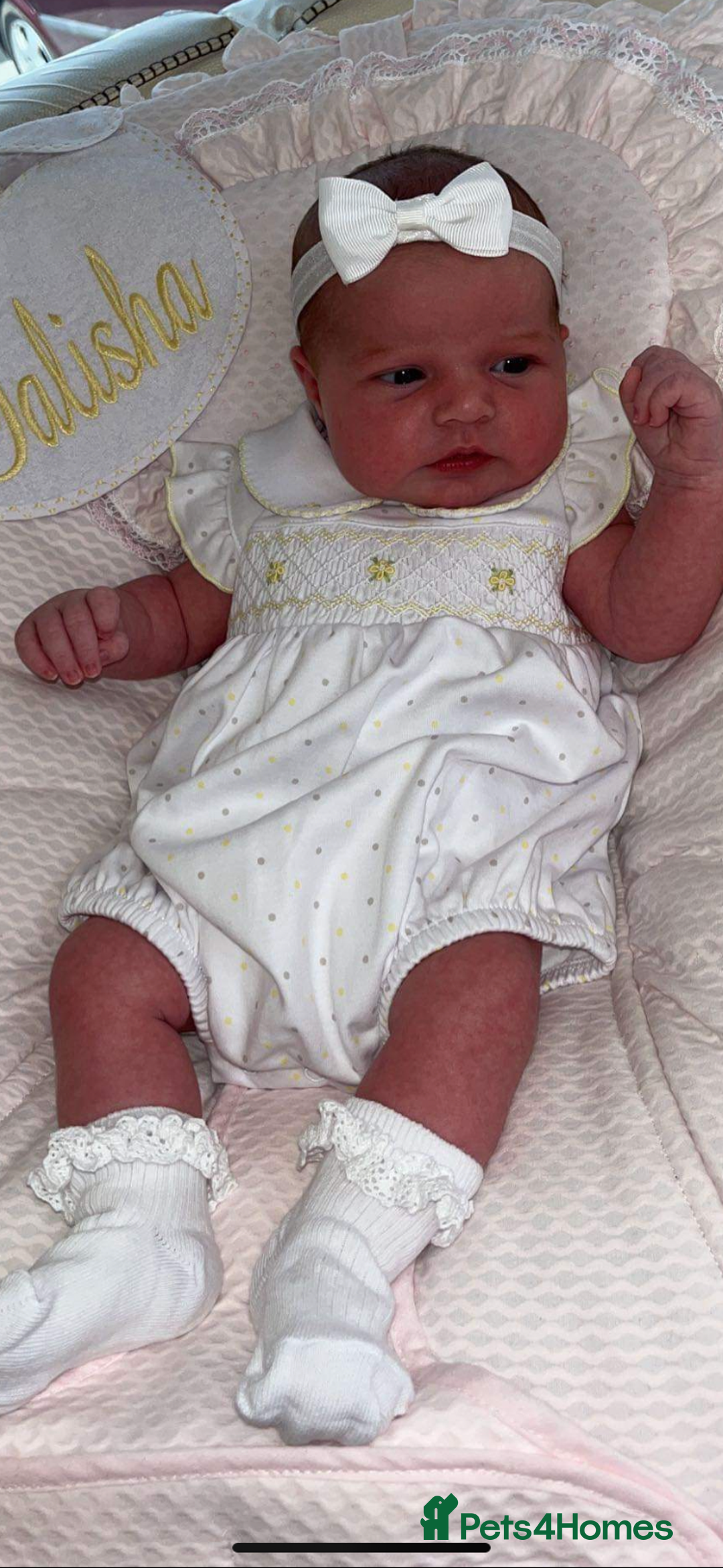 Cocker Spaniel dogs for sale: Cocker spaniel puppies - Advert 9