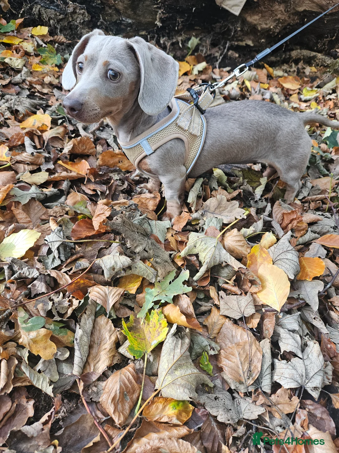 Miniature Dachshund dogs for sale: 8 month old miniature dachshund  - Advert 7