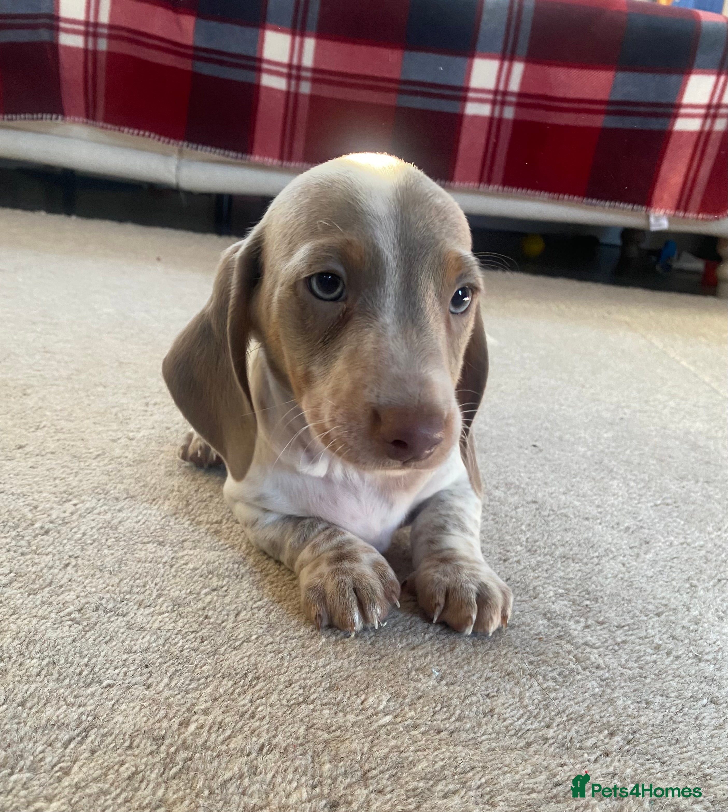 Miniature Dachshund dogs PRA Clear KC Registered Mini Dachshunds - Advert 18