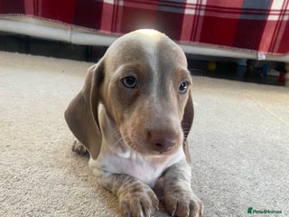 Miniature Dachshund dogs PRA Clear KC Registered Mini Dachshunds - Advert 18
