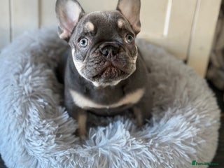 French Bulldog dogs Beautiful female frenchie - Advert 8