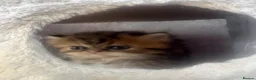 Persian cats for sale: 3 Persian female kittens Delivery Available  - Advert 15