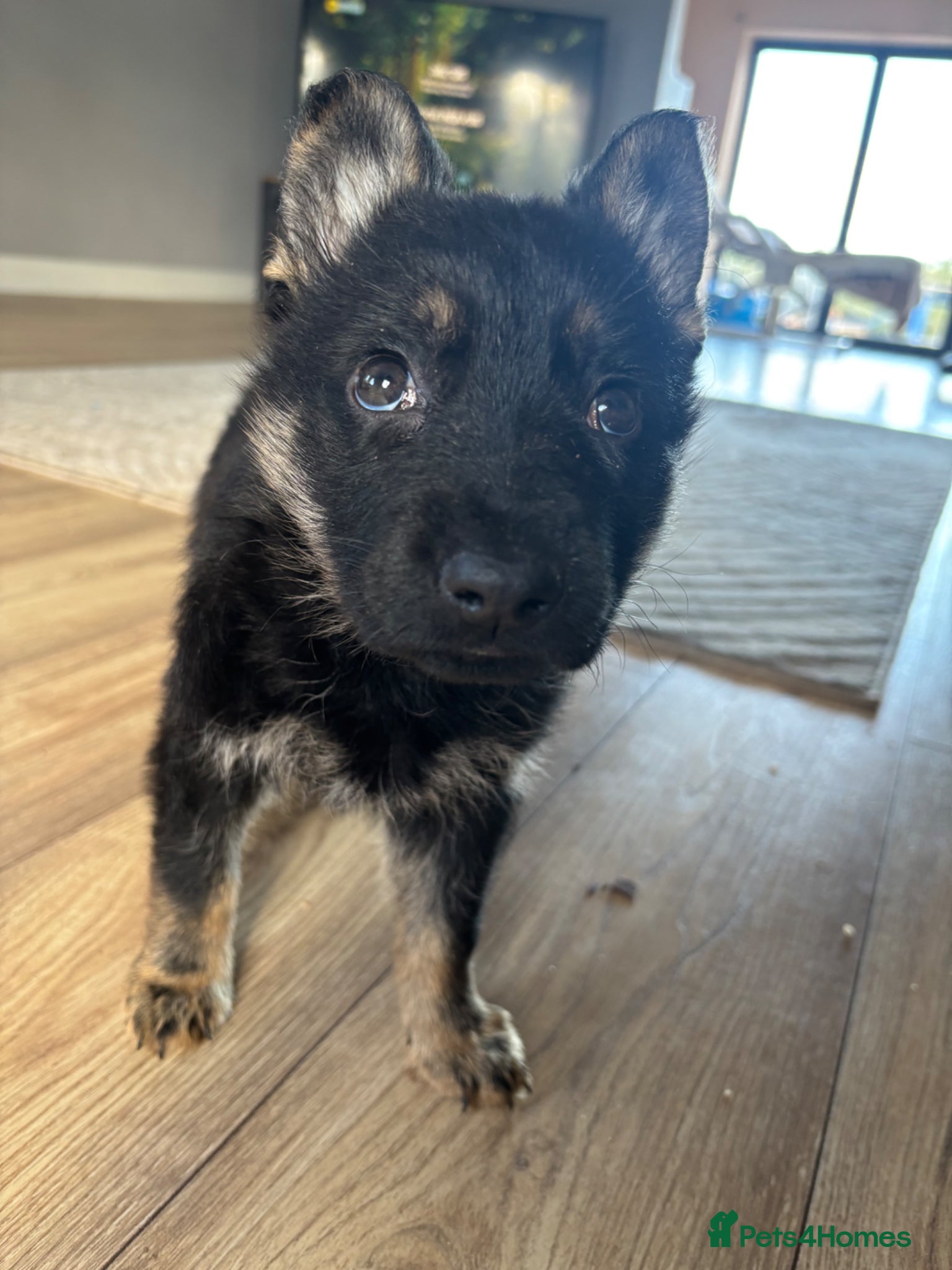German Shepherd dogs The unwanted puppy - Advert 1