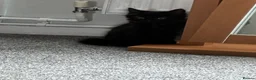 British Longhair cats for sale: Kittens 2 left mother is Maine coon  - Advert 4