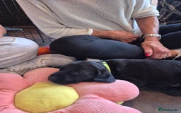 Labrador Retriever dogs for sale: Beautiful Lab Pups Looking for Loving Homes  - Image 5