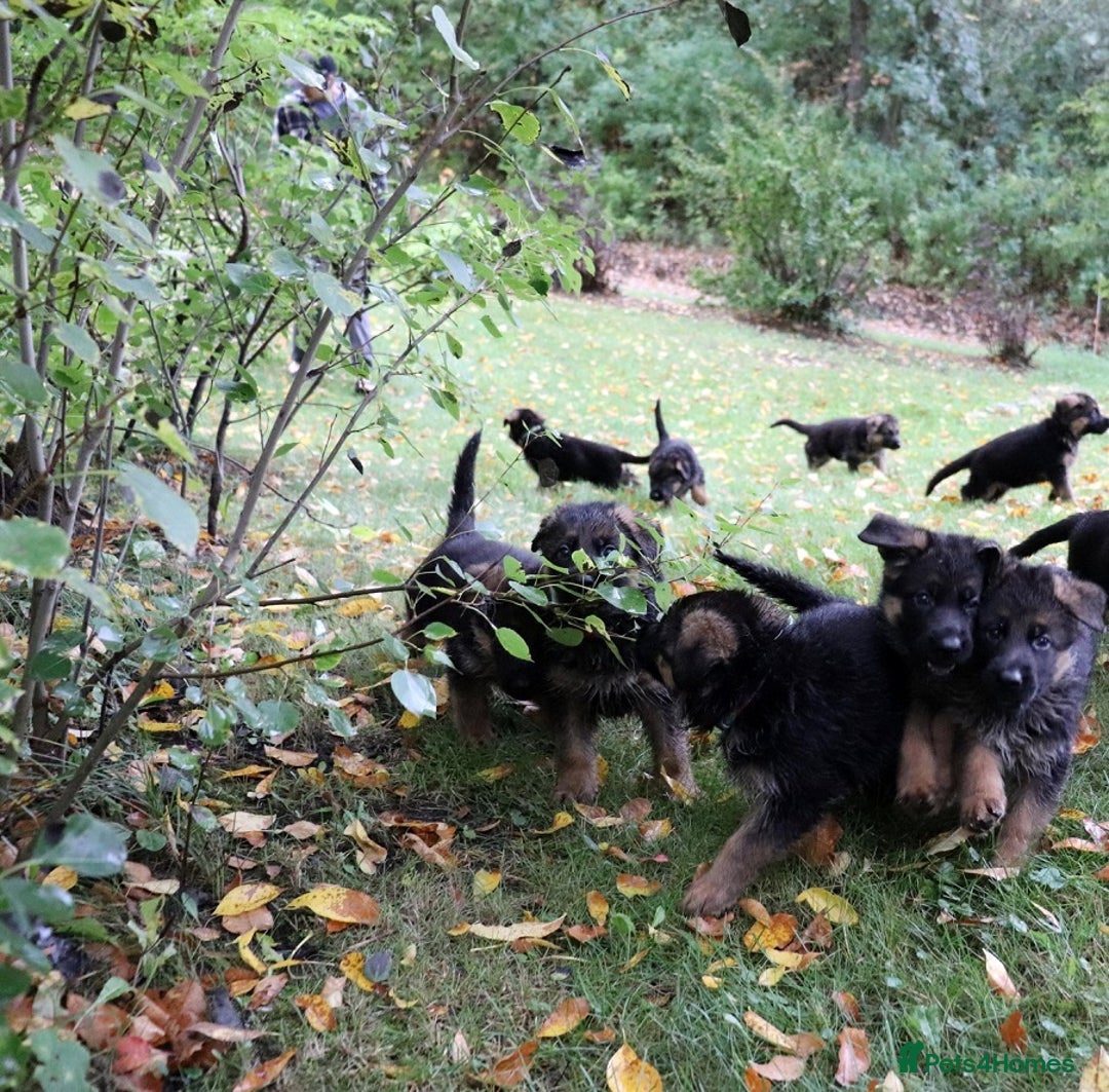 German Shepherd dogs for sale: 🐾Long-Haired German Shepherd Puppies for Sale! 🐾 - Advert 3