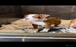 Olde English Bulldogge dogs for sale: Olde English balldog - Image 3