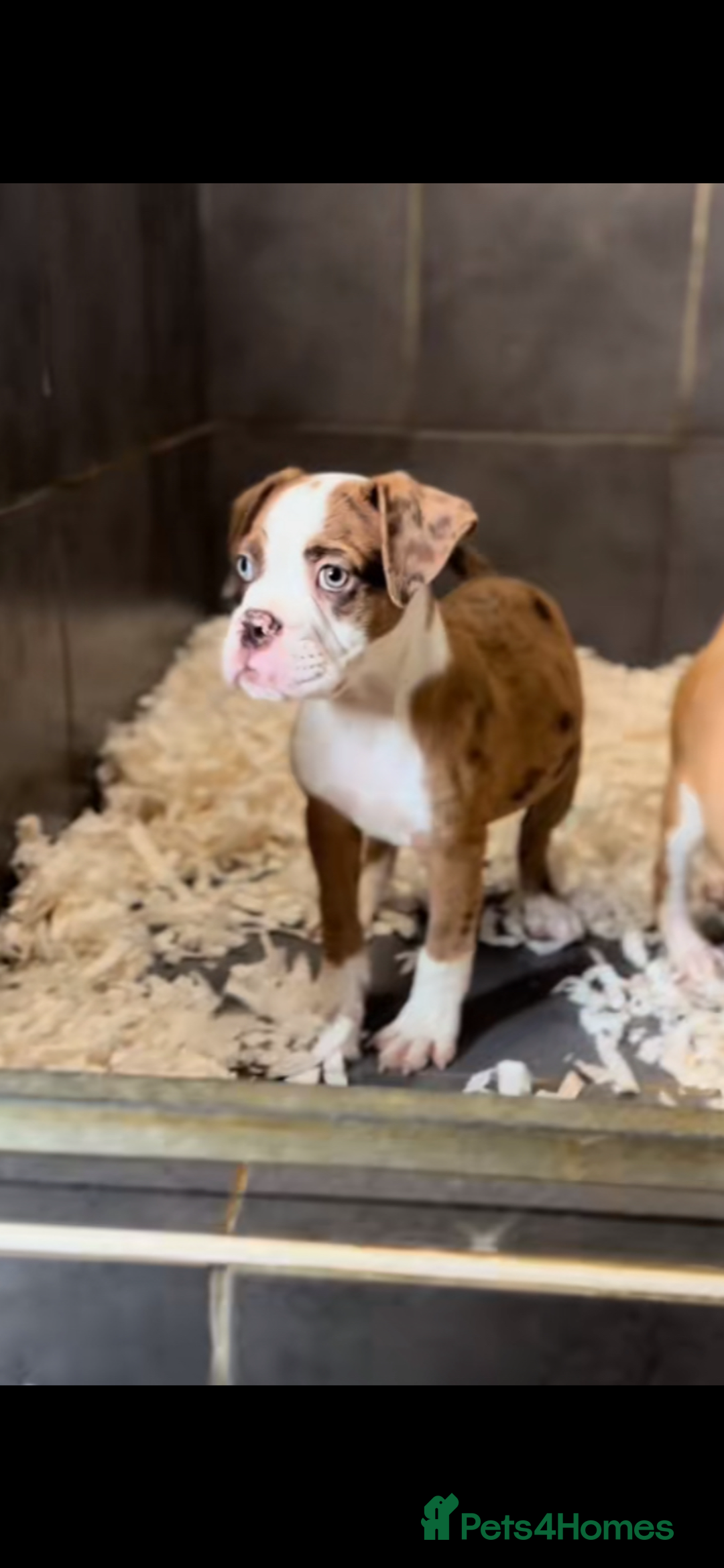 Olde English Bulldogge dogs for sale: Olde English balldog - Image 3