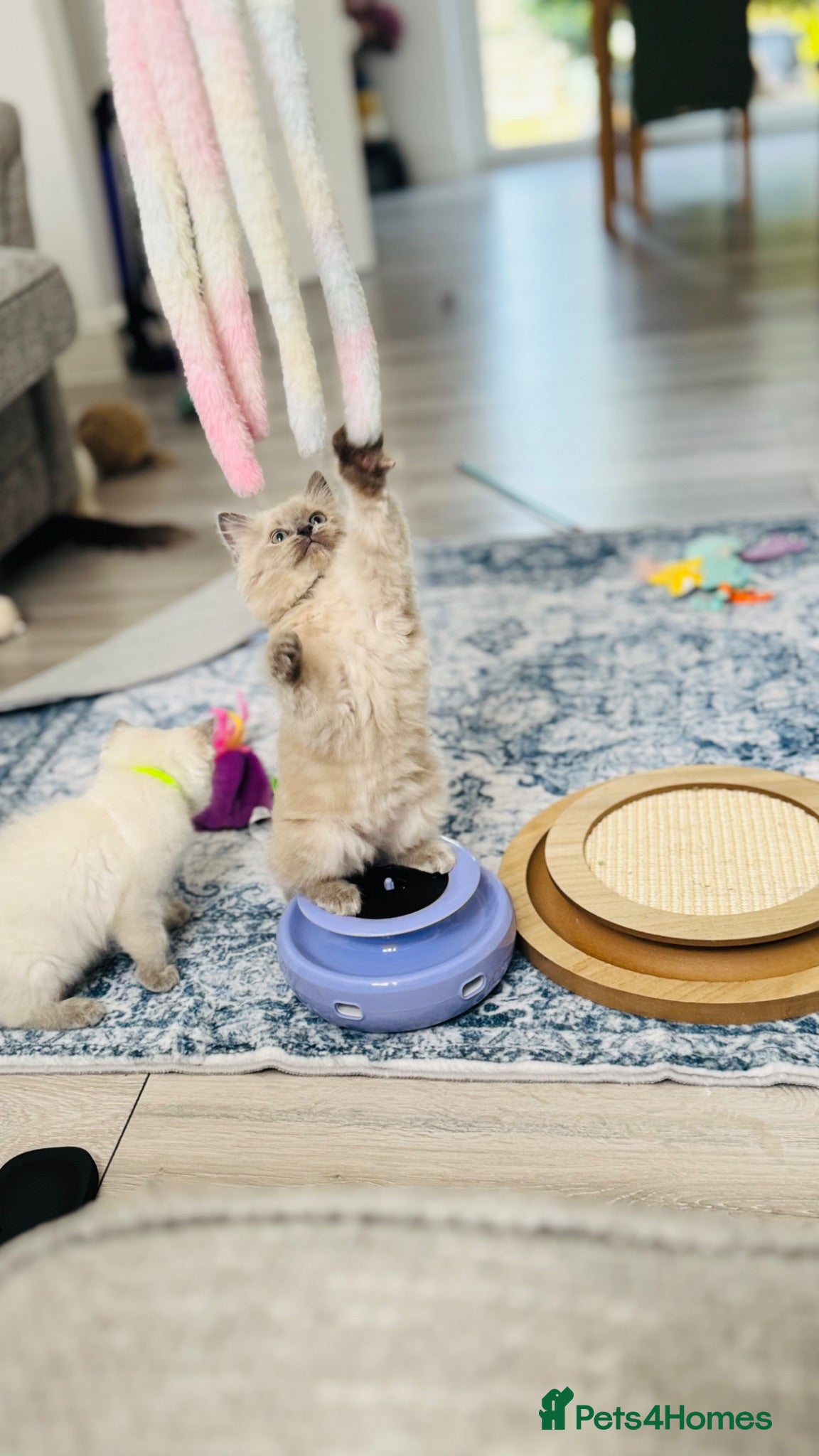 Ragdoll cats Ragdoll - Grey Mink/Blue Point Kittens 😍 - Advert 12