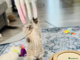Ragdoll cats Ragdoll - Grey Mink/Blue Point Kittens 😍 - Advert 3