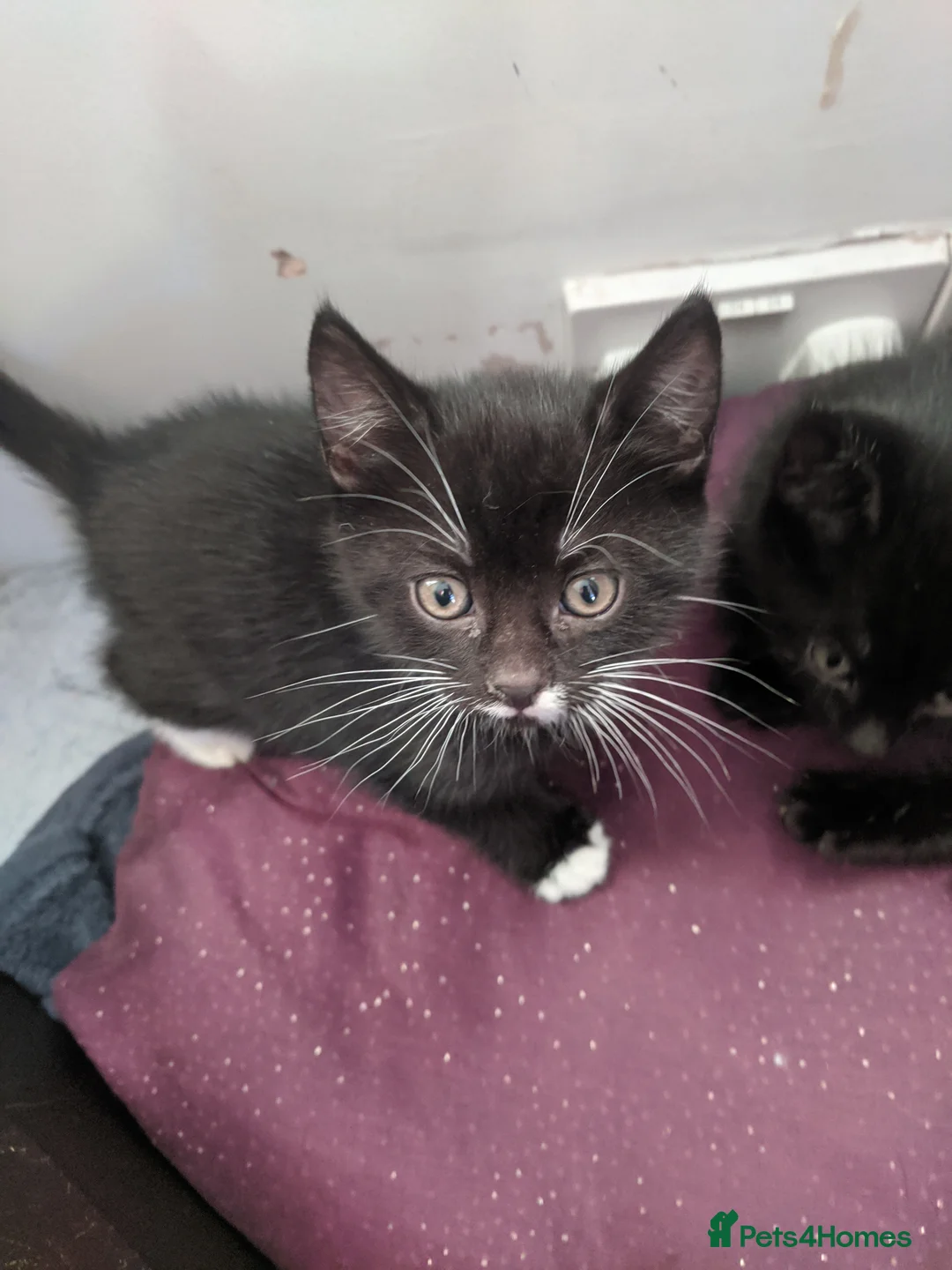 British Shorthair cats for sale: 4 tuxedo kittens for sale ready now - Advert 2