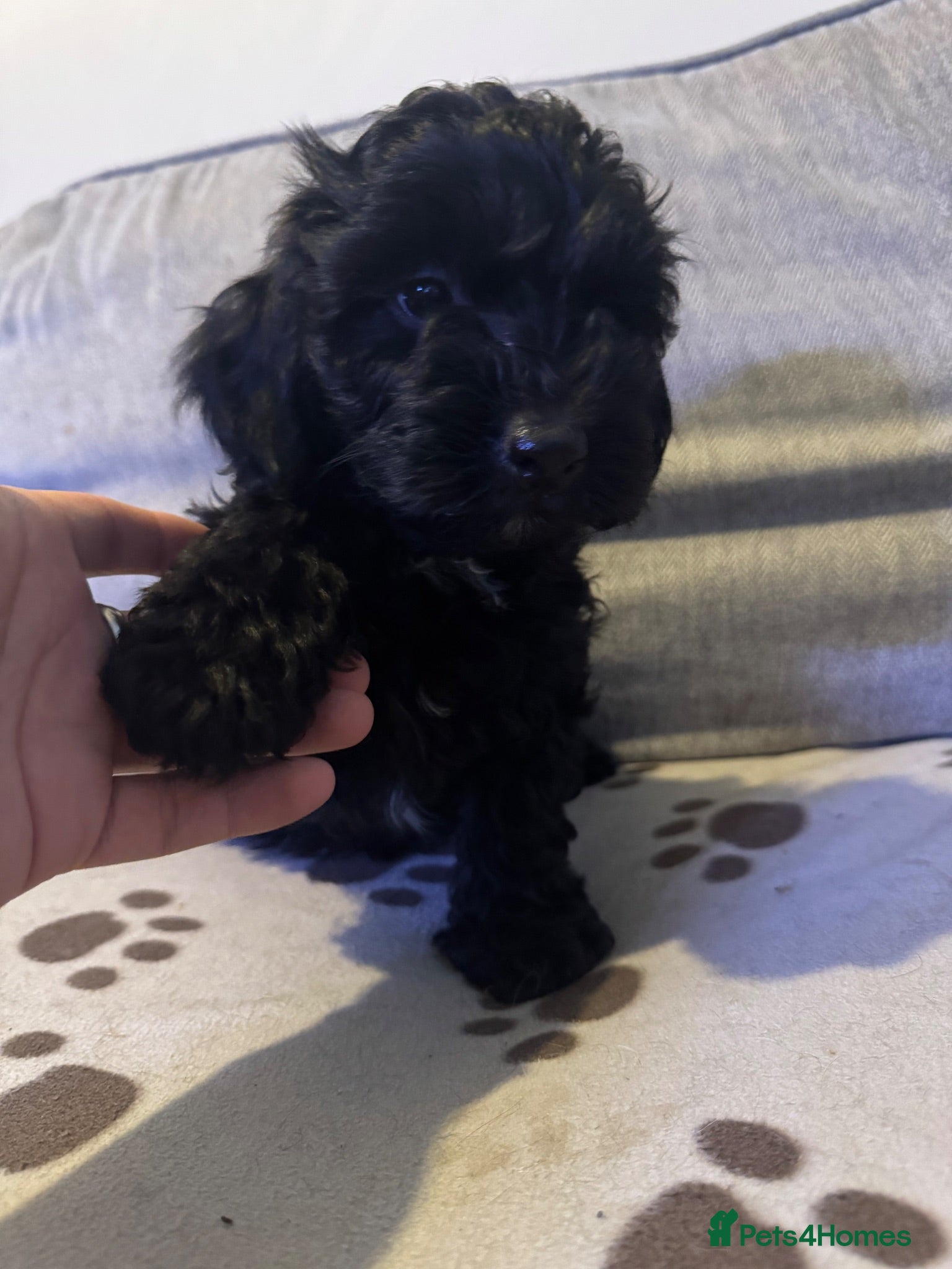 Mixed Breed dogs Springer-Poo puppies READY NOW. - Advert 1