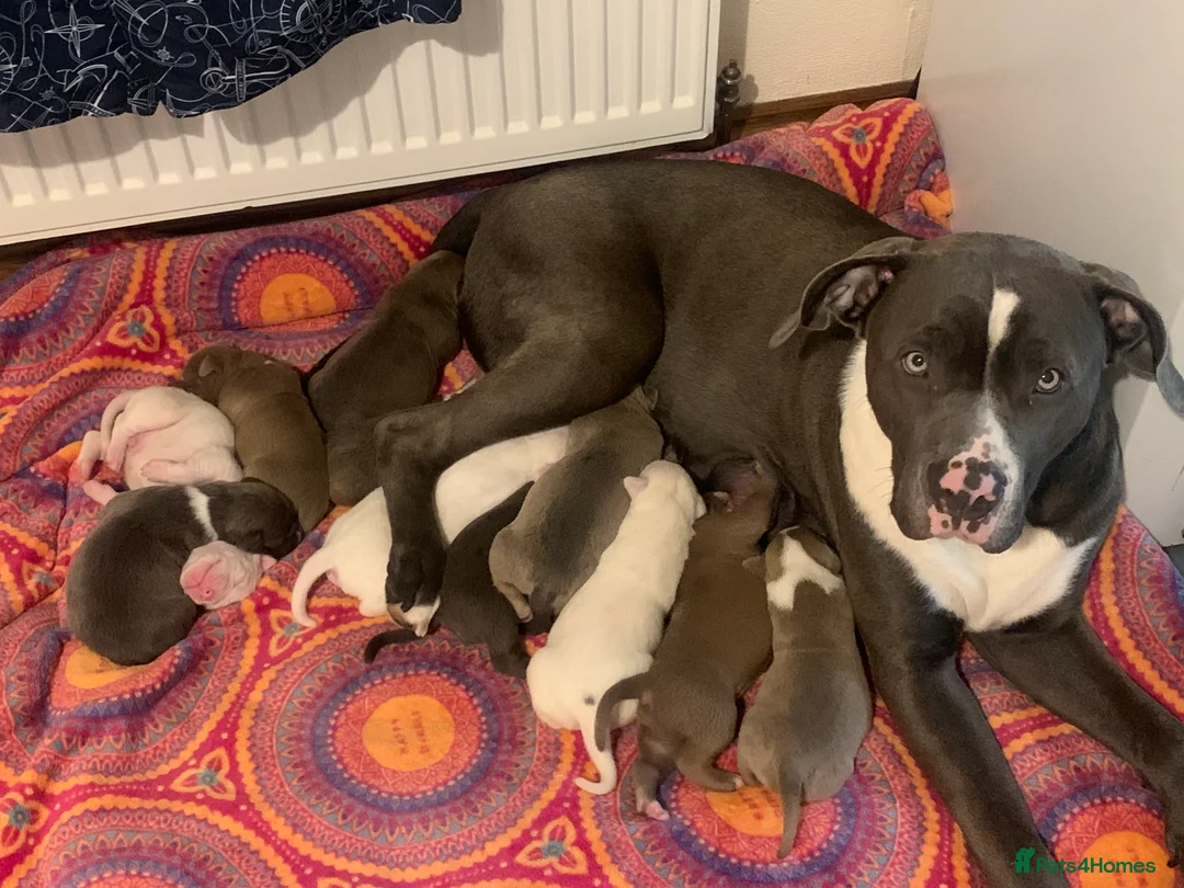 Mixed Breed dogs for sale: Cane corso x puppys in Halifax - Advert 2