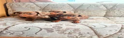 Dachshund dogs for sale: Miniature dapple dashound puppies ready now  - Advert 9