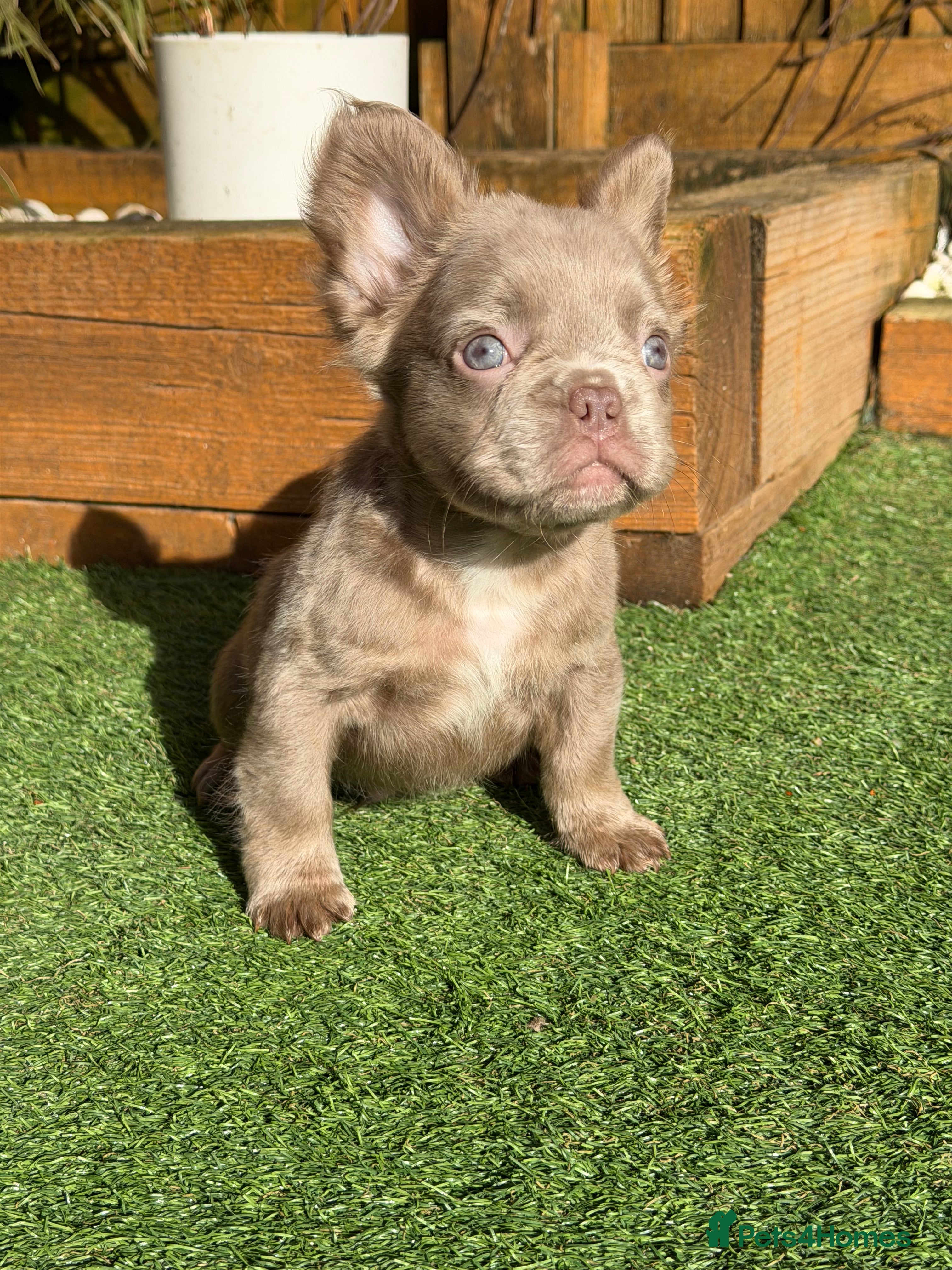 French Bulldog dogs Kc fluffy French bulldogs ( READY NOW ) - Advert 6
