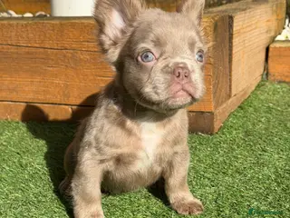 French Bulldog dogs Kc fluffy French bulldogs ( READY NOW ) - Advert 3