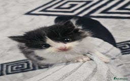 British Longhair cats for sale: Black and white kittens  - Image 6
