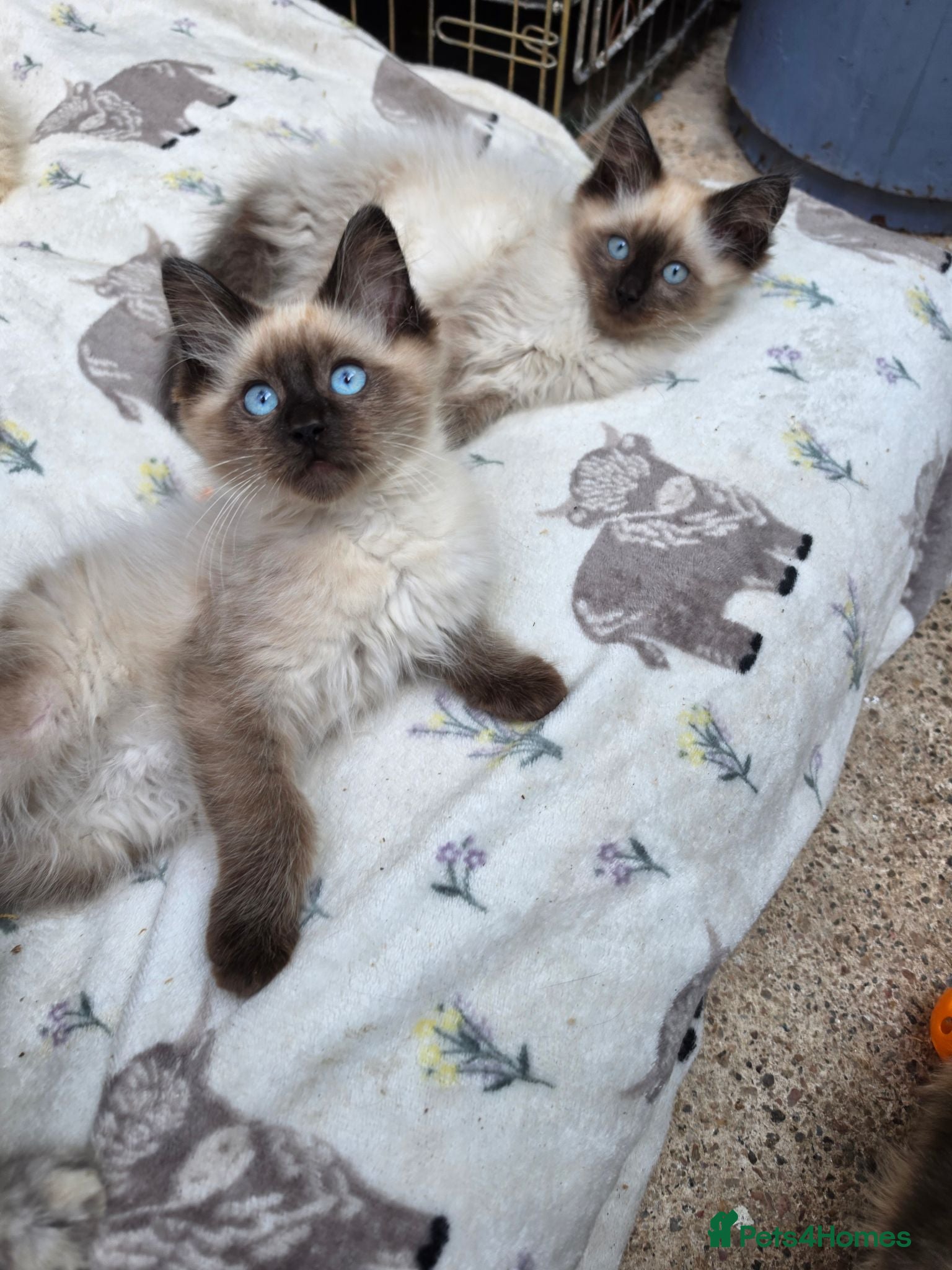 Ragdoll cats Ragdoll kittens  - Advert 1