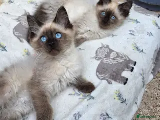 Ragdoll cats Ragdoll kittens - Advert 1
