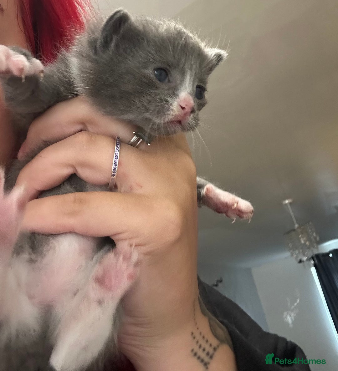 Domestic Shorthair cats for sale: Grey Kittens - Image 8