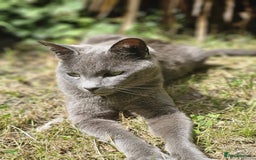 Russian Blue cats for sale: Russain blue x Maine coon Kittens for Sale - Image 16