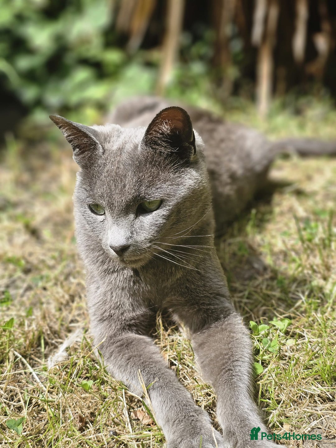 Russian Blue cats for sale: Russain blue x Maine coon Kittens for Sale - Image 16