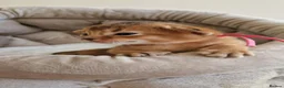 Abyssinian cats for sale: Beautiful Abyssinian Kittens – TICA Registered 🐾 - Advert 6