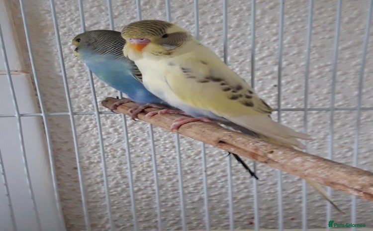 Budgerigars birds - Advert 5