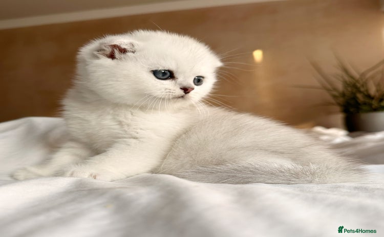 Scottish Fold cats - Advert 7