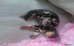 Bengal cats for sale: Adorable Brown Marble Bengal Kittens  - Image 7