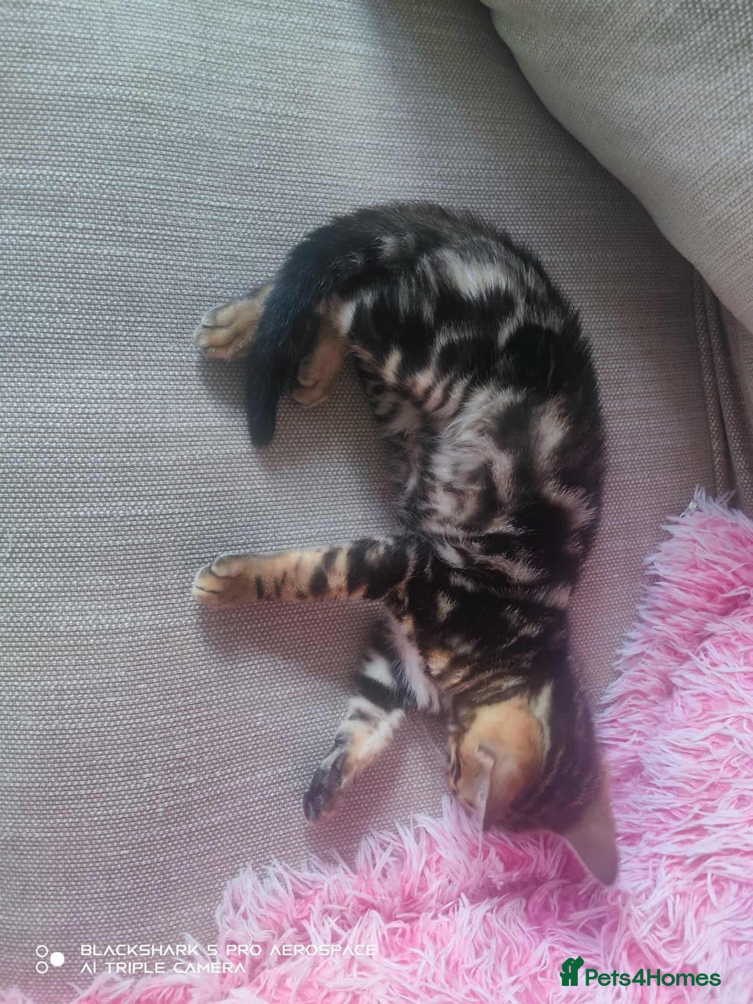 Bengal cats for sale: Adorable Brown Marble Bengal Kittens  - Image 7
